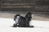 PETIT CHIEN LION 203